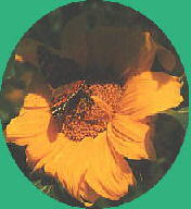 slde-Sonnenblume